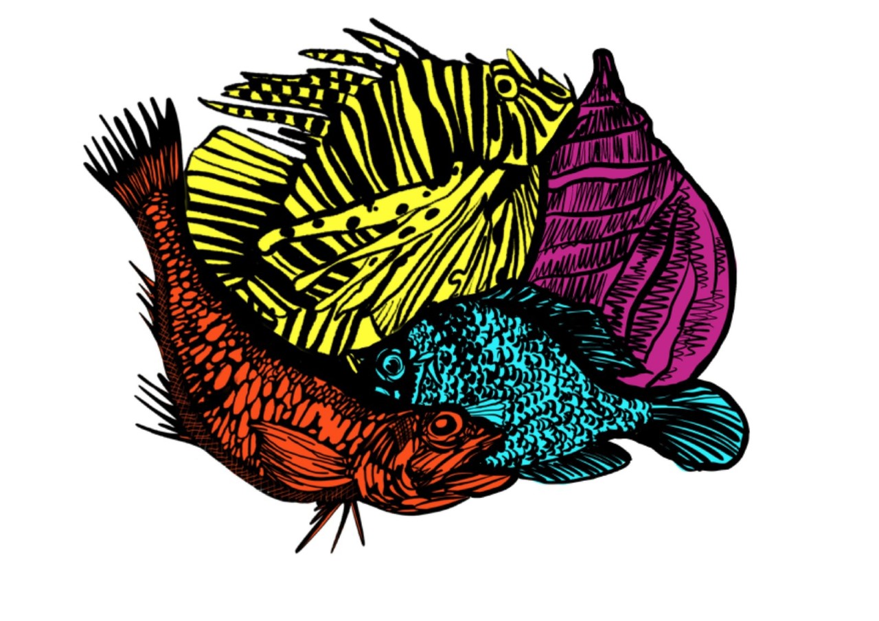 Fauna marina